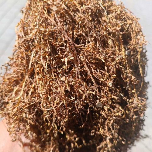 Вірджинія середня